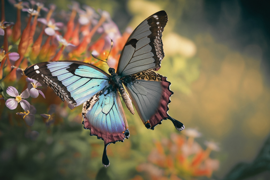 mariposa