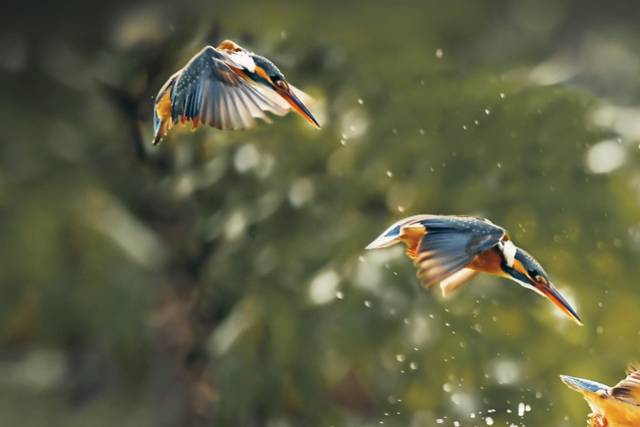 dos pájaros volando